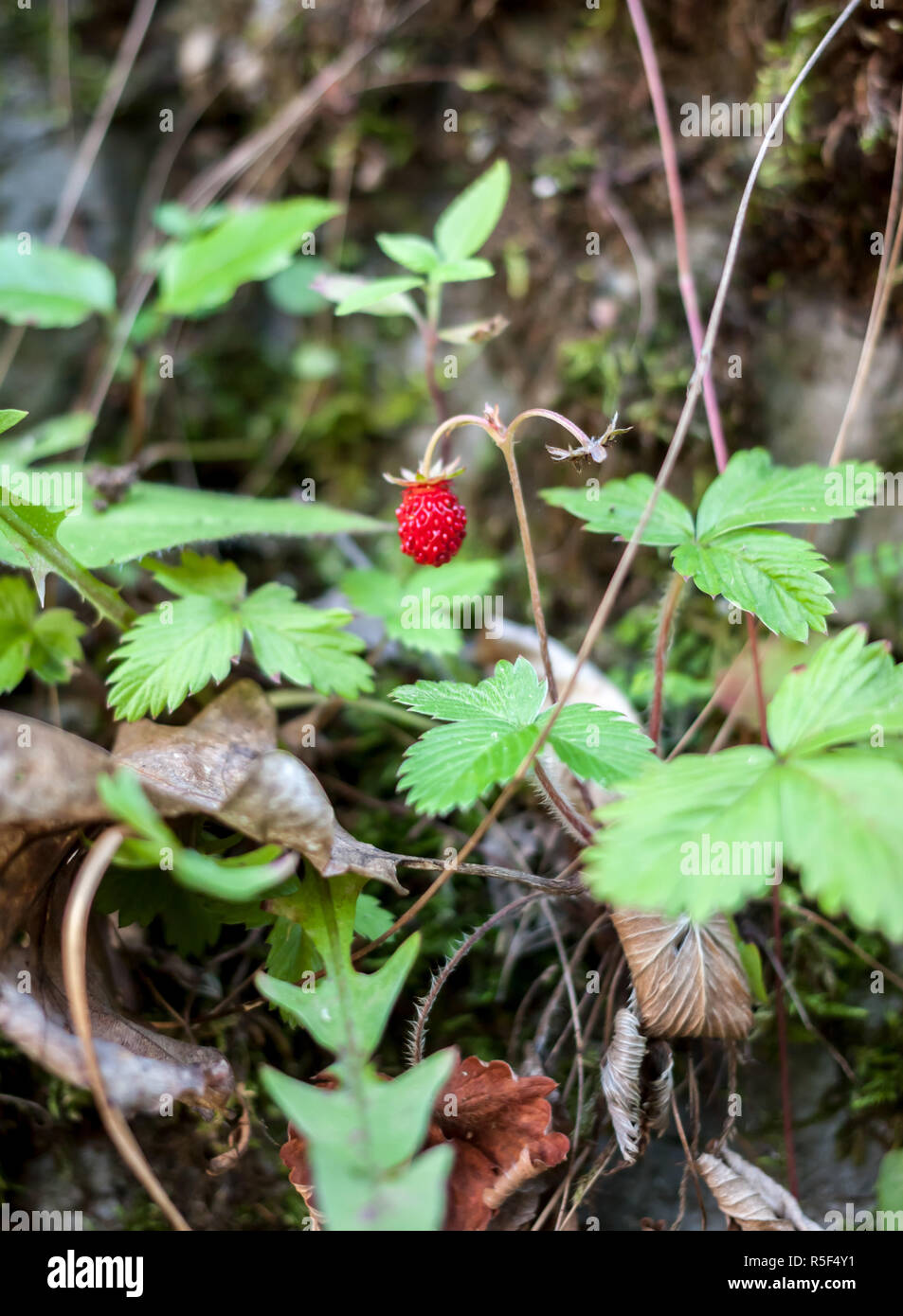 red wild strawberry growing on the wall Stock Photo - Alamy