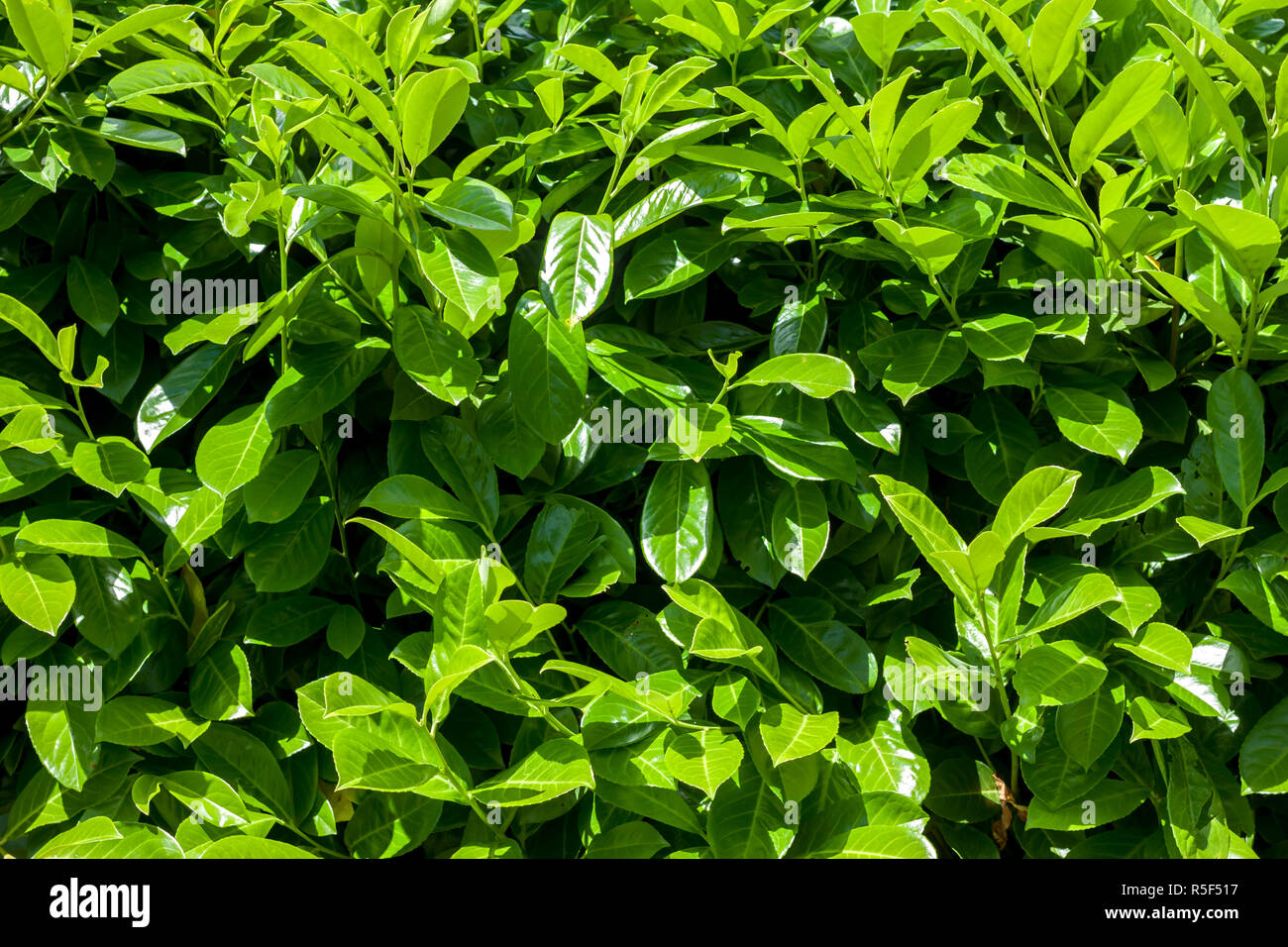 green bush background Stock Photo - Alamy