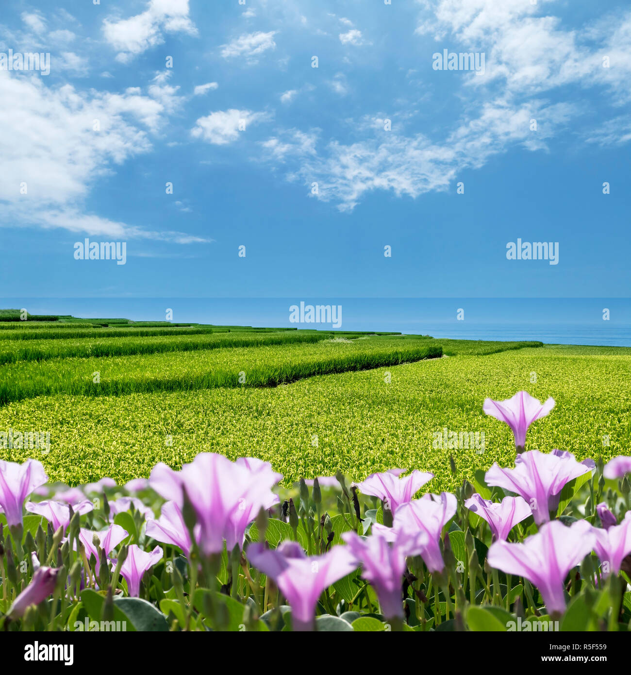 Formosa Rice Tree Formosa rice tree hi-res stock photography and images - Alamy