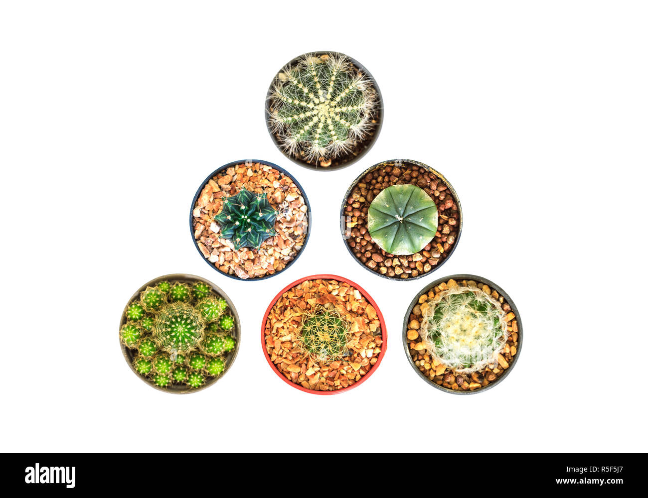 Cactus isolated on white background Stock Photo - Alamy