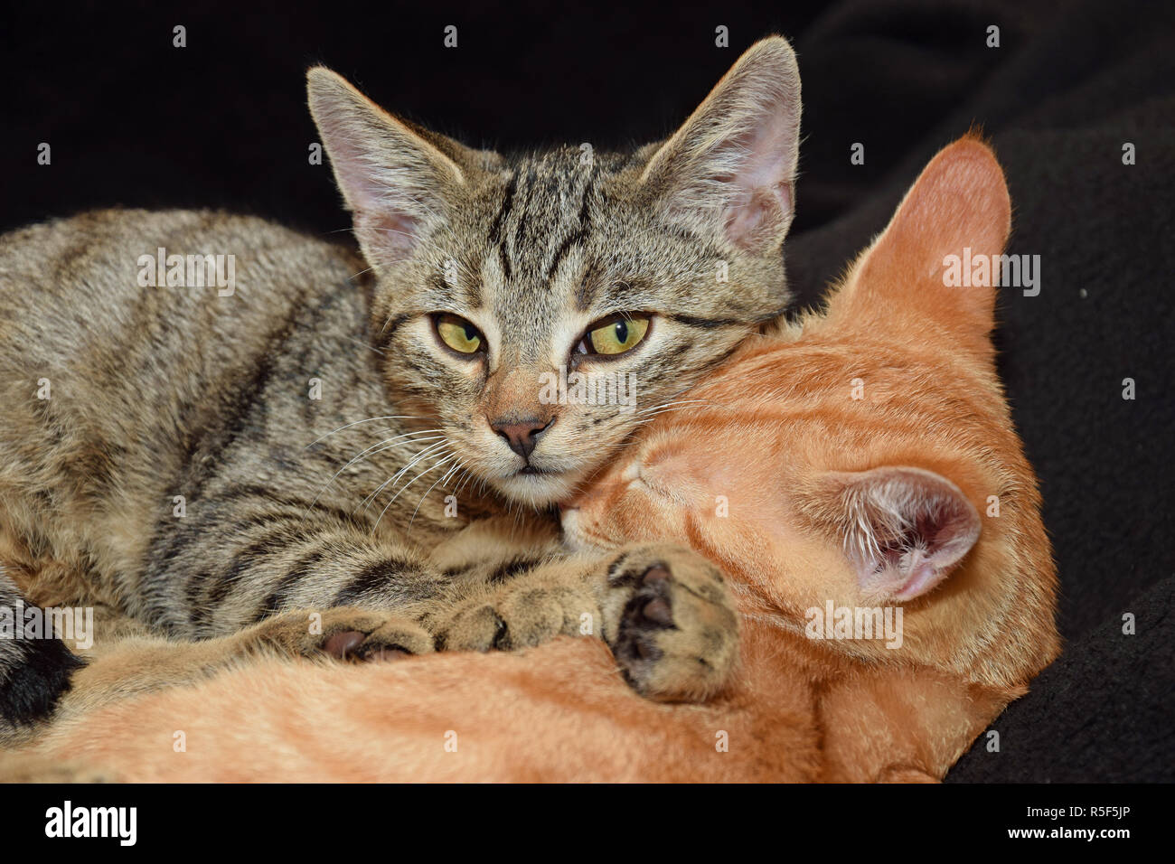 house cats Stock Photo