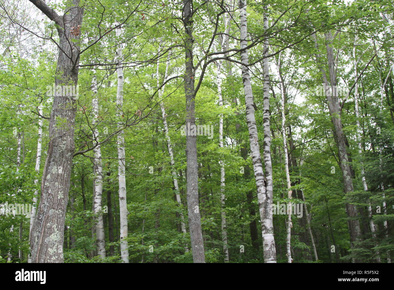 Grove In Forest Grove of birch trees in a forest Stock Photo - Alamy