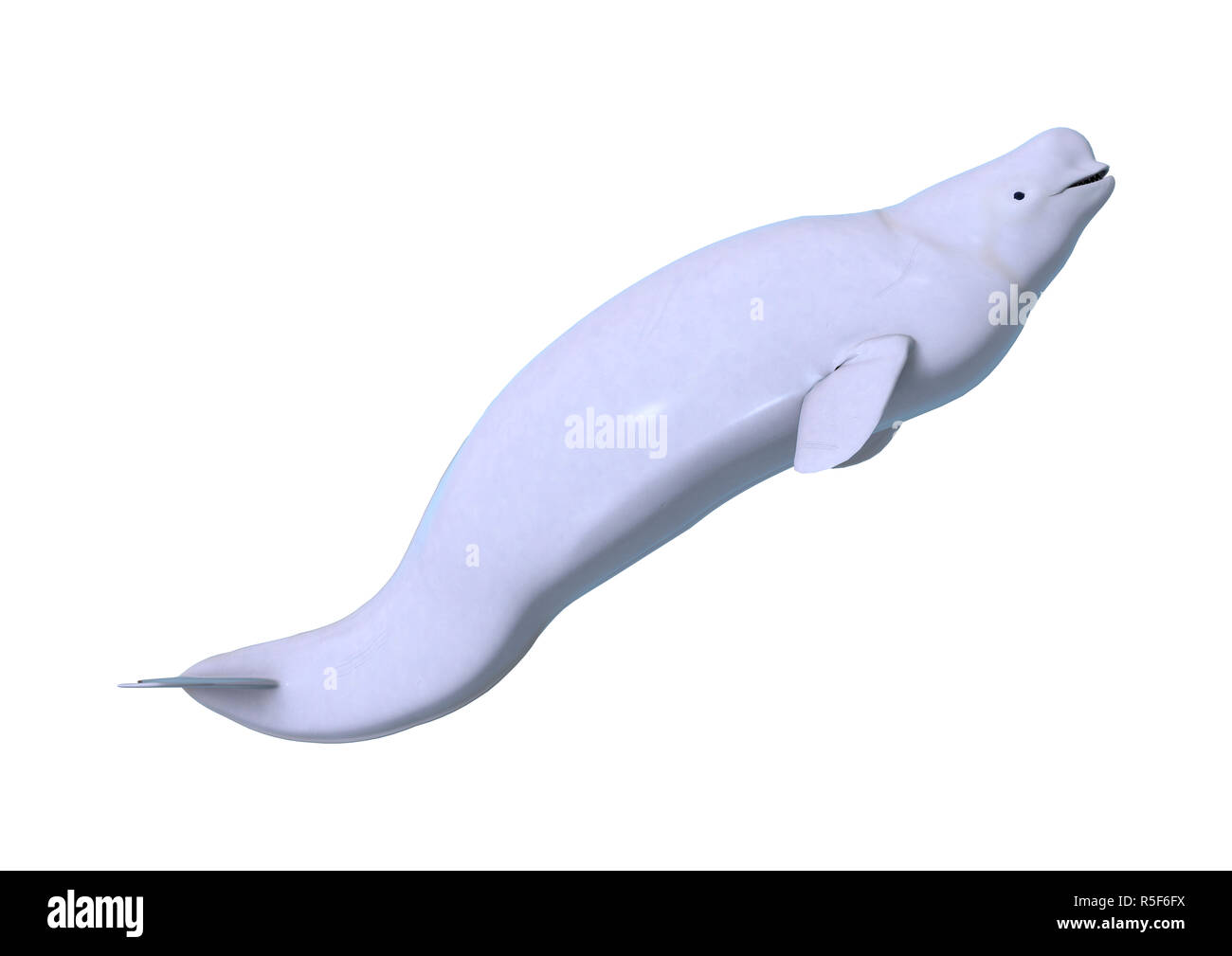 3D Rendering Beluga White Whale on White Stock Photo