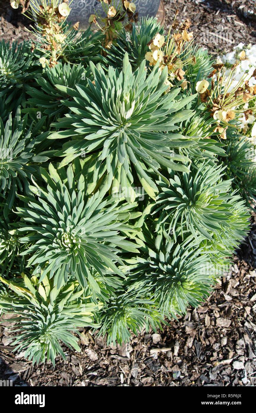 Sukkulente im Garten Stock Photo Alamy