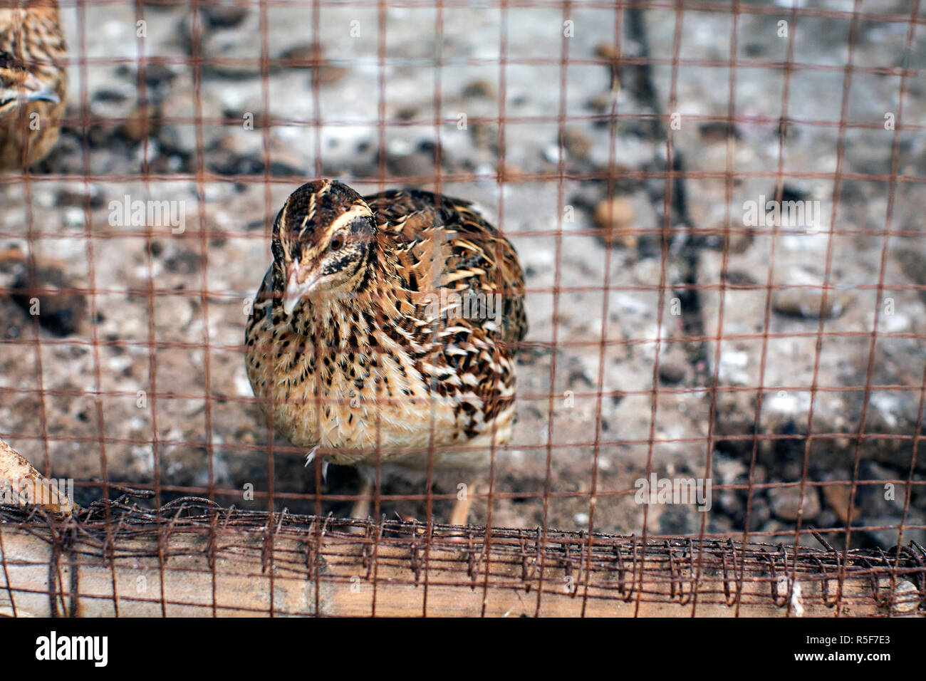 Quail cage hires stock photography and images Alamy