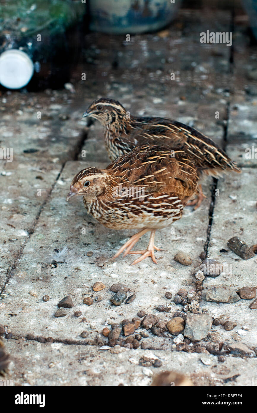 Quail cage hires stock photography and images Alamy