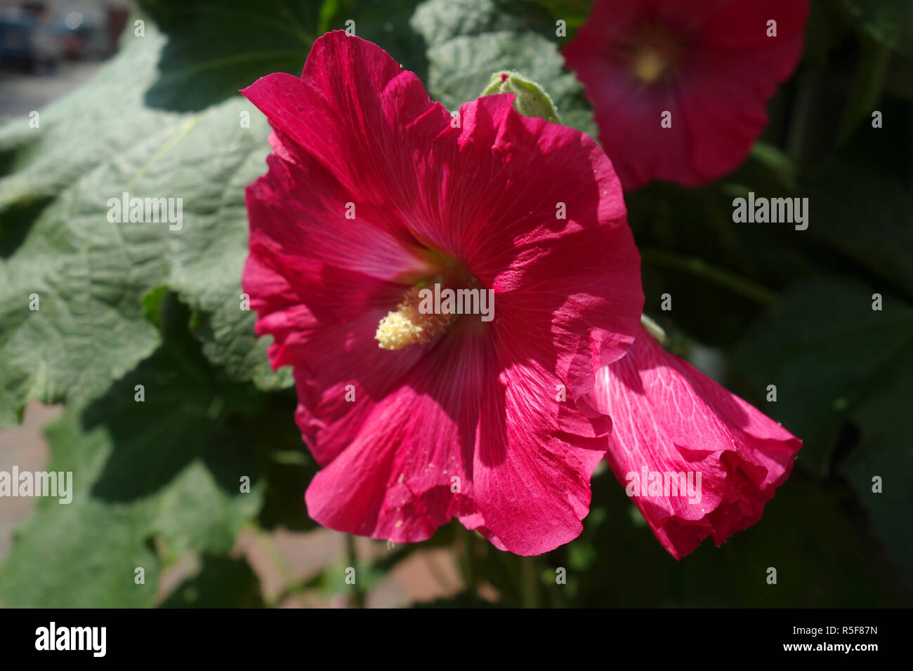 blossom of a pink hollyhock Stock Photo