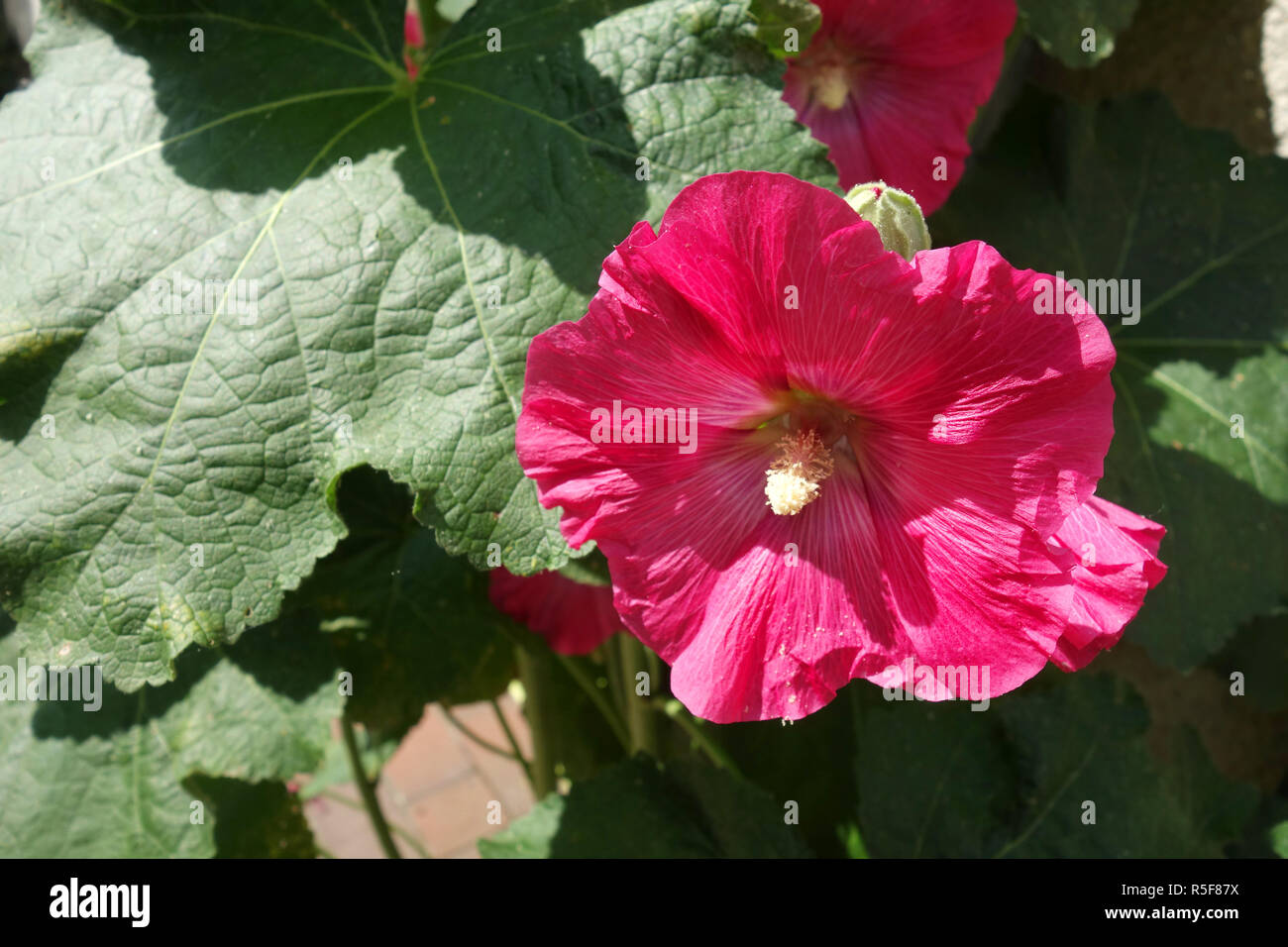 pink hollyhock bloom Stock Photo