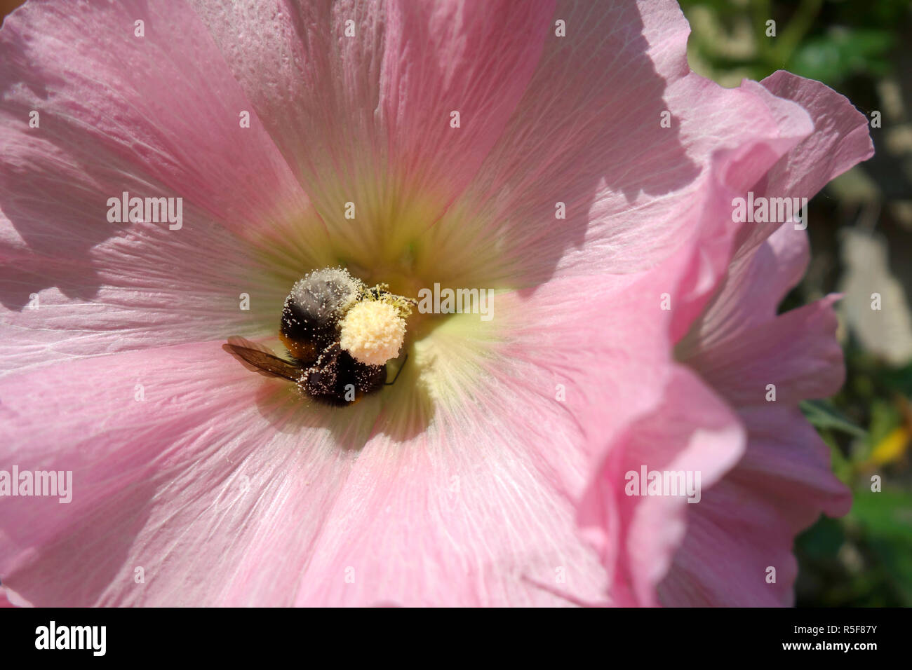 pink roseblossom with bumblebee Stock Photo