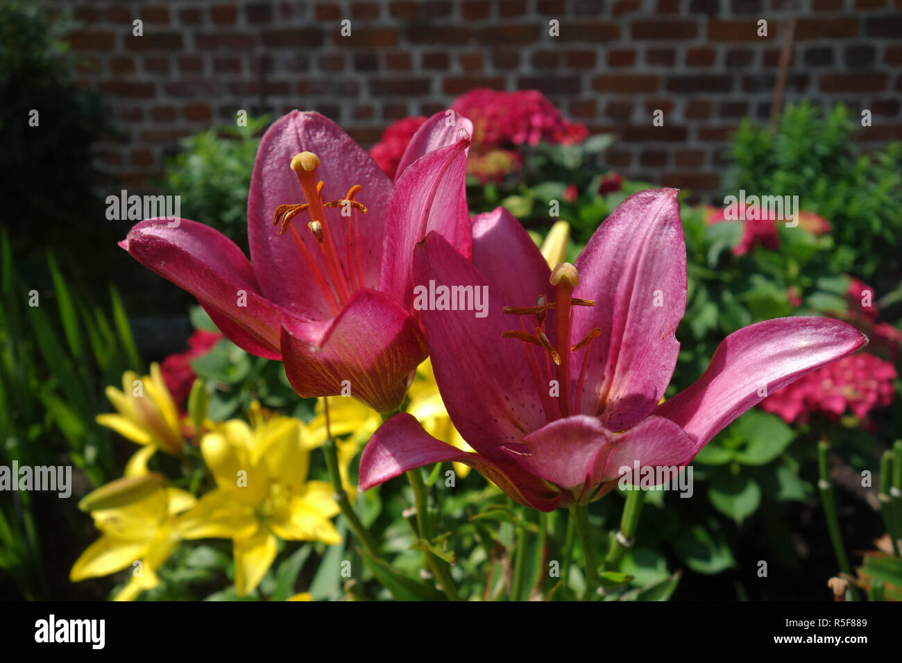 red and yellow lily flowers Stock Photo