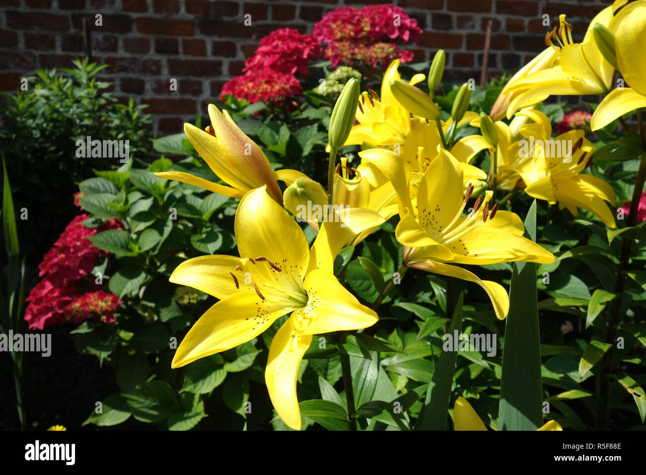 yellow lilies and red hydrangeas Stock Photo