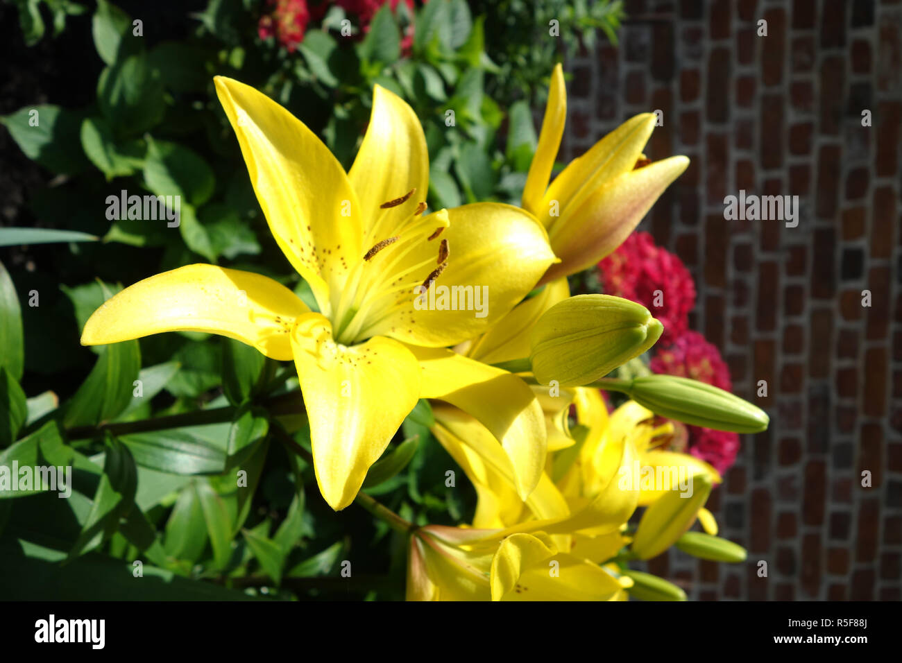 yellow lilies Stock Photo