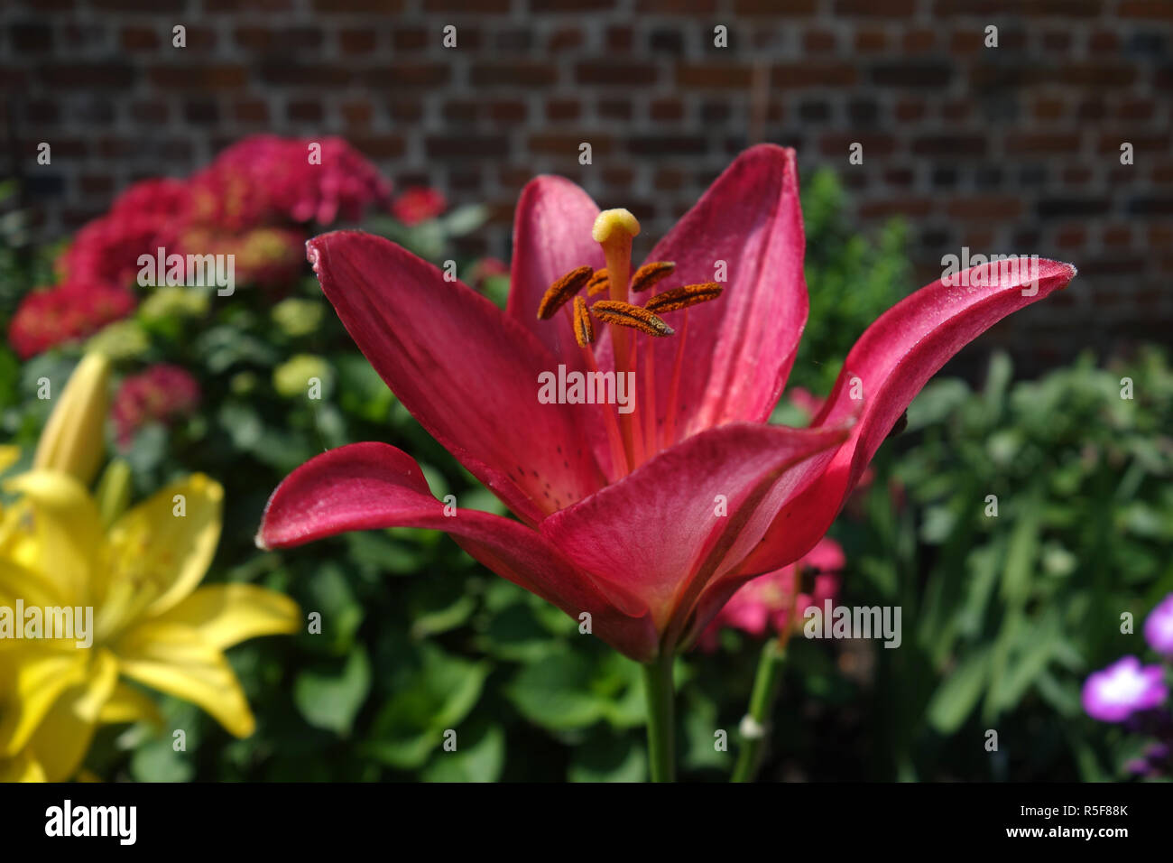 red and yellow lilies in a parish garden Stock Photo