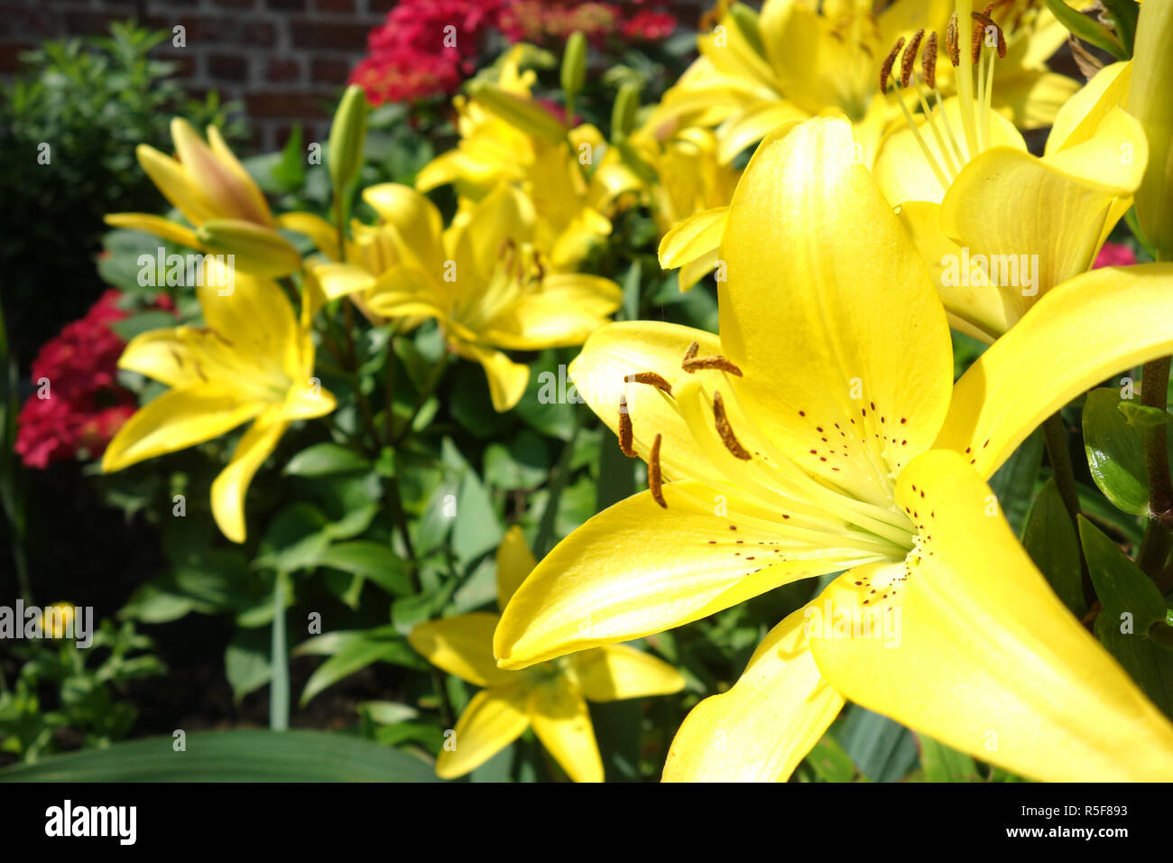 Pale yellow lily flower lilium hi-res stock photography and images - Alamy