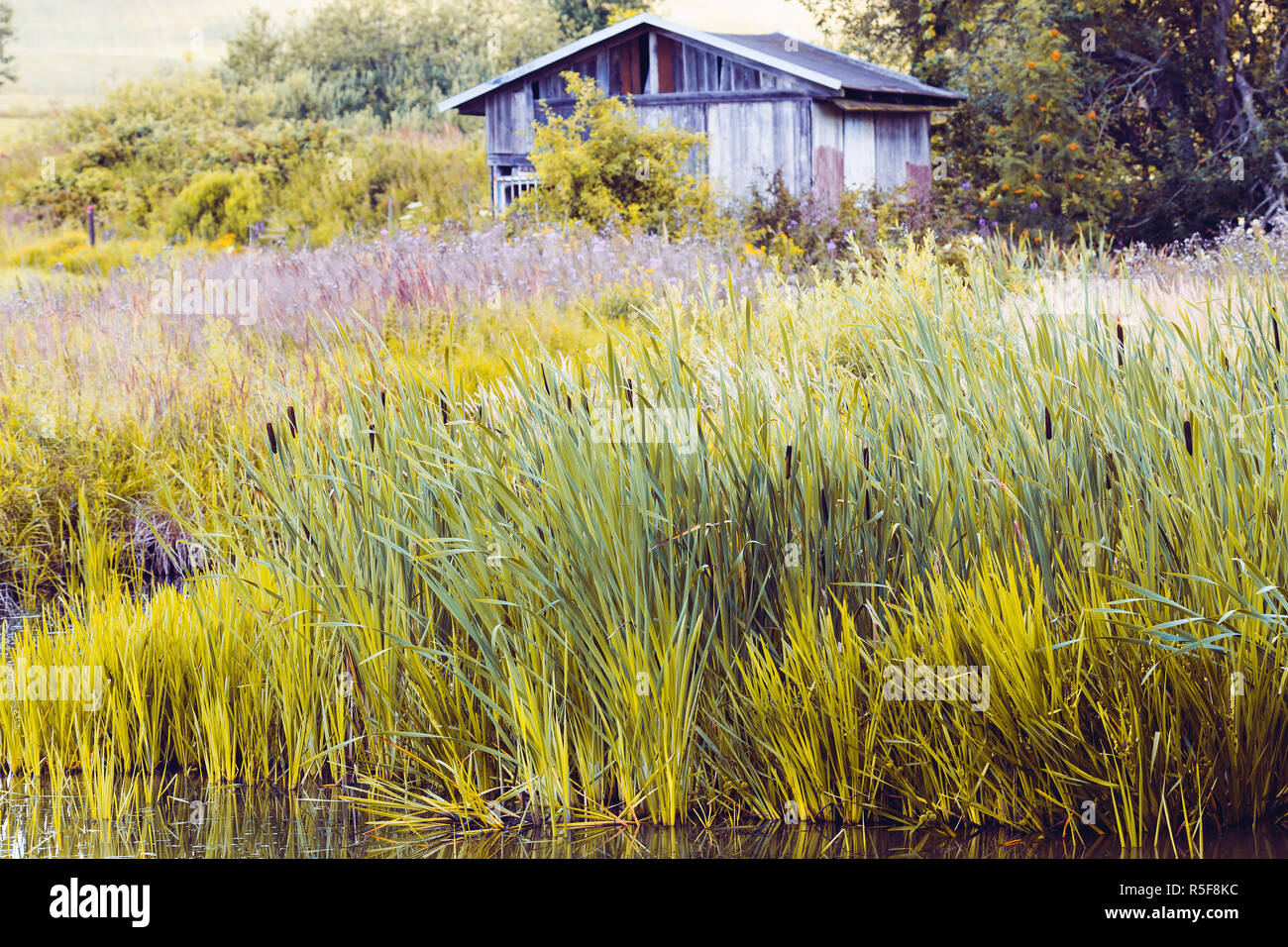 Pondside Reeds Reed typha angustifolia reeds hi-res stock photography and images - Alamy