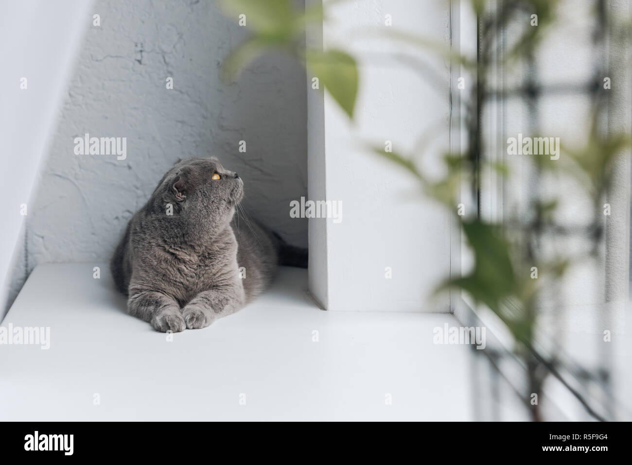 cute grey cat lying on windowsill and looking up Stock Photo - Alamy