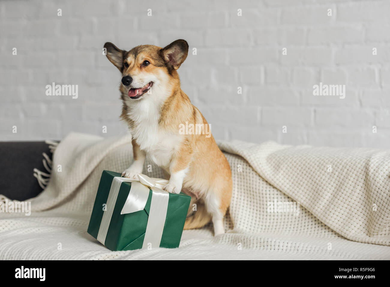 corgi gift box