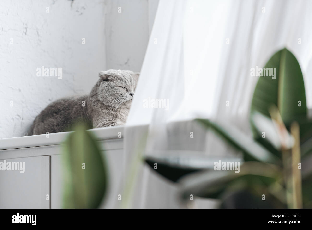 scottish fold cat lying on windowsill and sleeping Stock Photo - Alamy