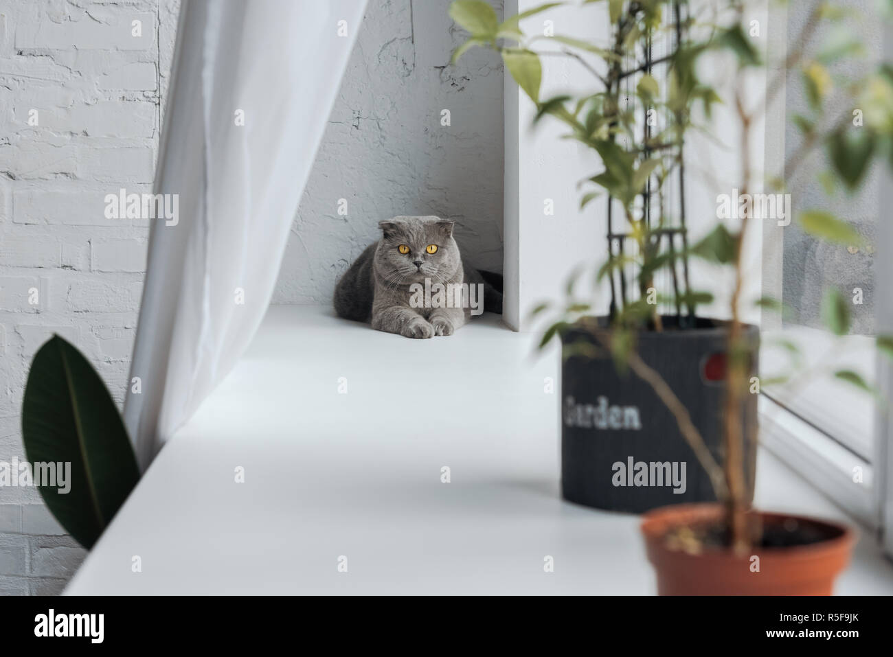 Adorable Scottish Fold Cat Lying On Windowsill At Home And Looking