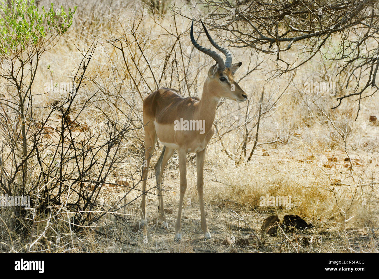 Impala big horns hi-res stock photography and images - Alamy