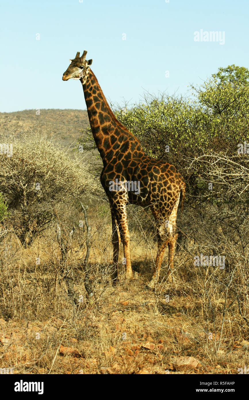 Male giraffe in African reserve bushes Stock Photo