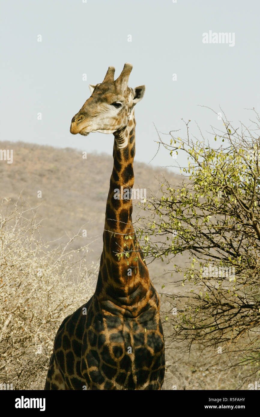 Male giraffe in African reserve bushes Stock Photo