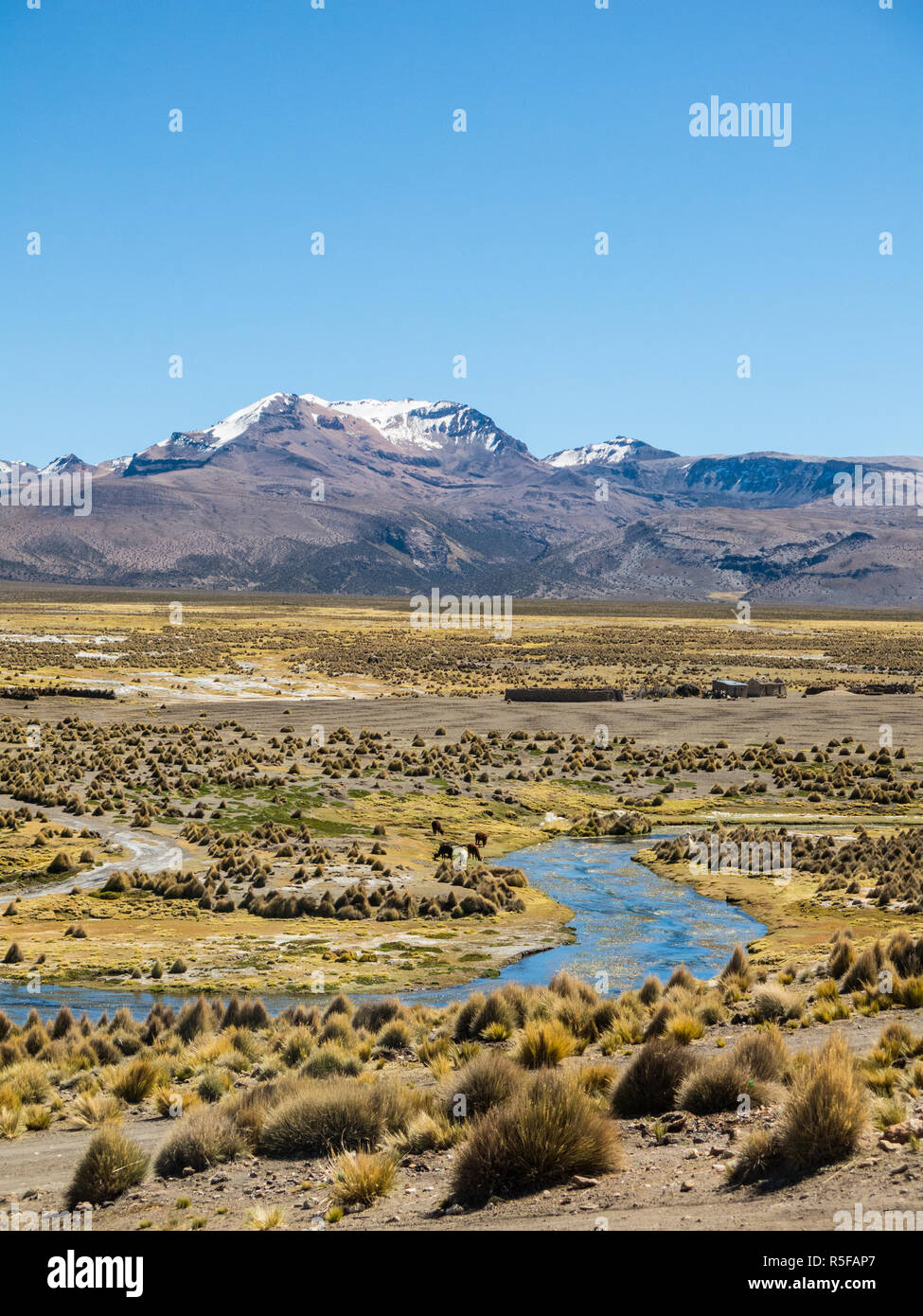 Puna grassland hires stock photography and images Alamy