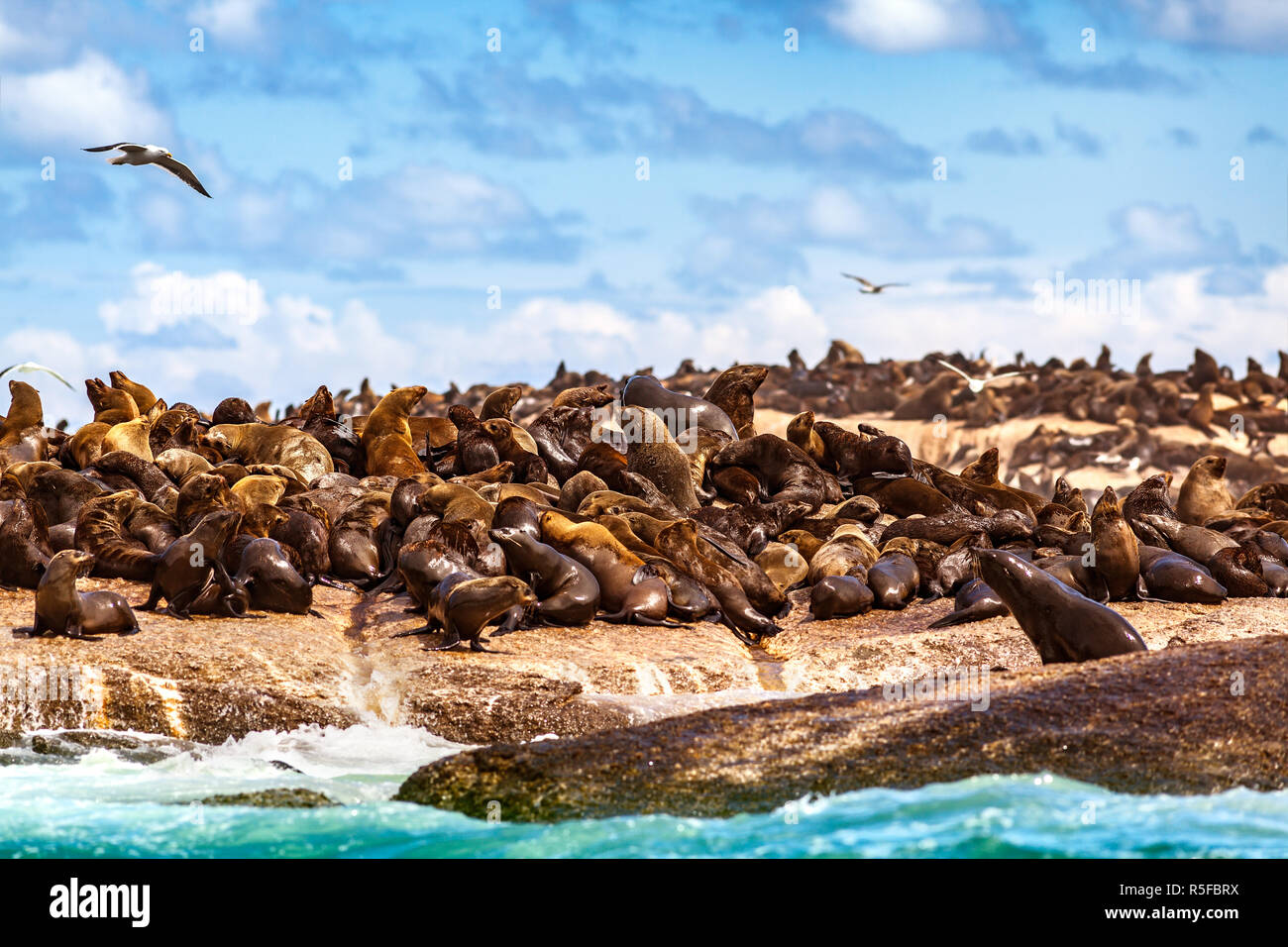 Red Rocks Seals Wild seals on the rocks Stock Photo - Alamy