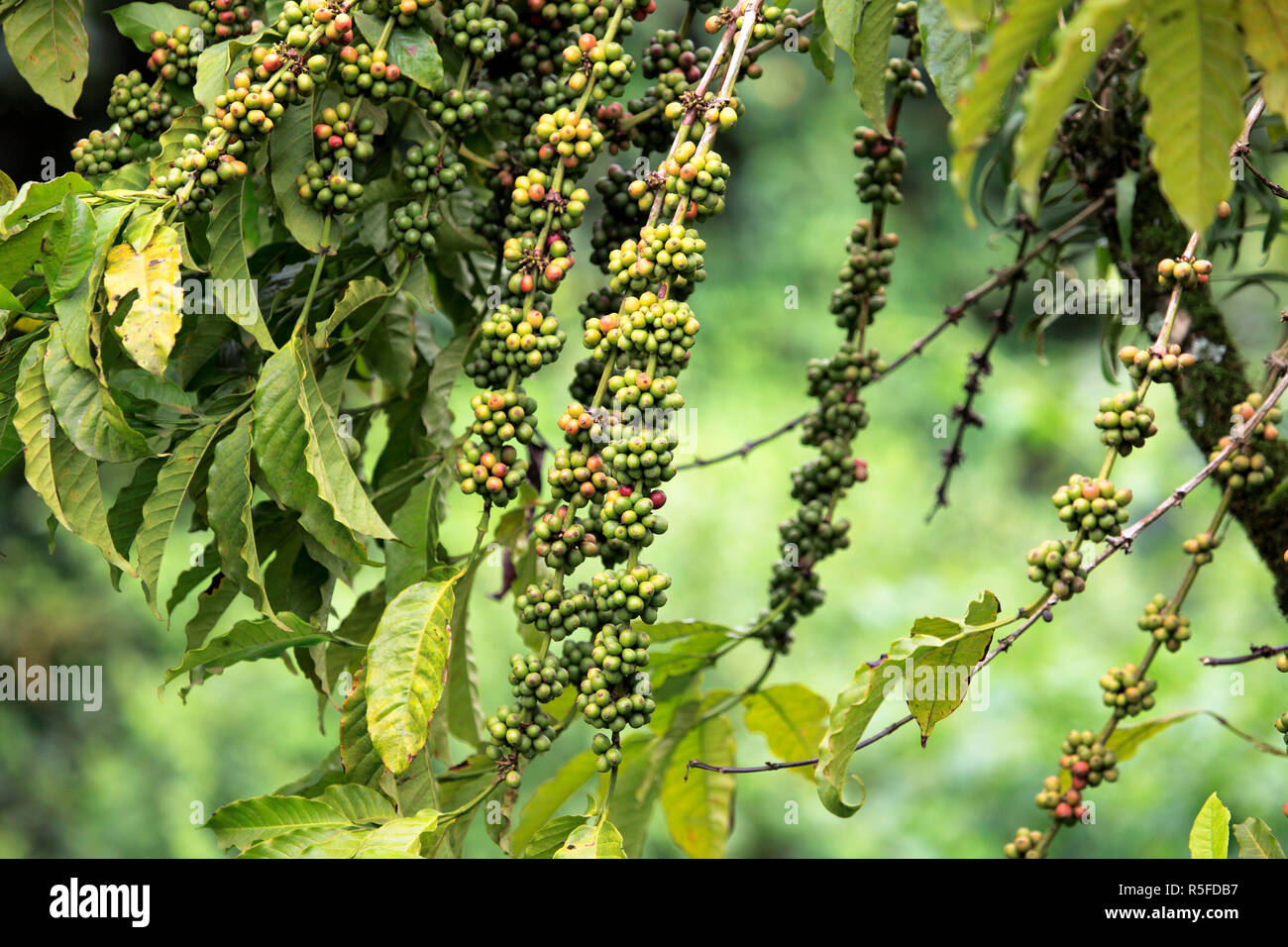 Coffee plant, Uganda Stock Photo Alamy