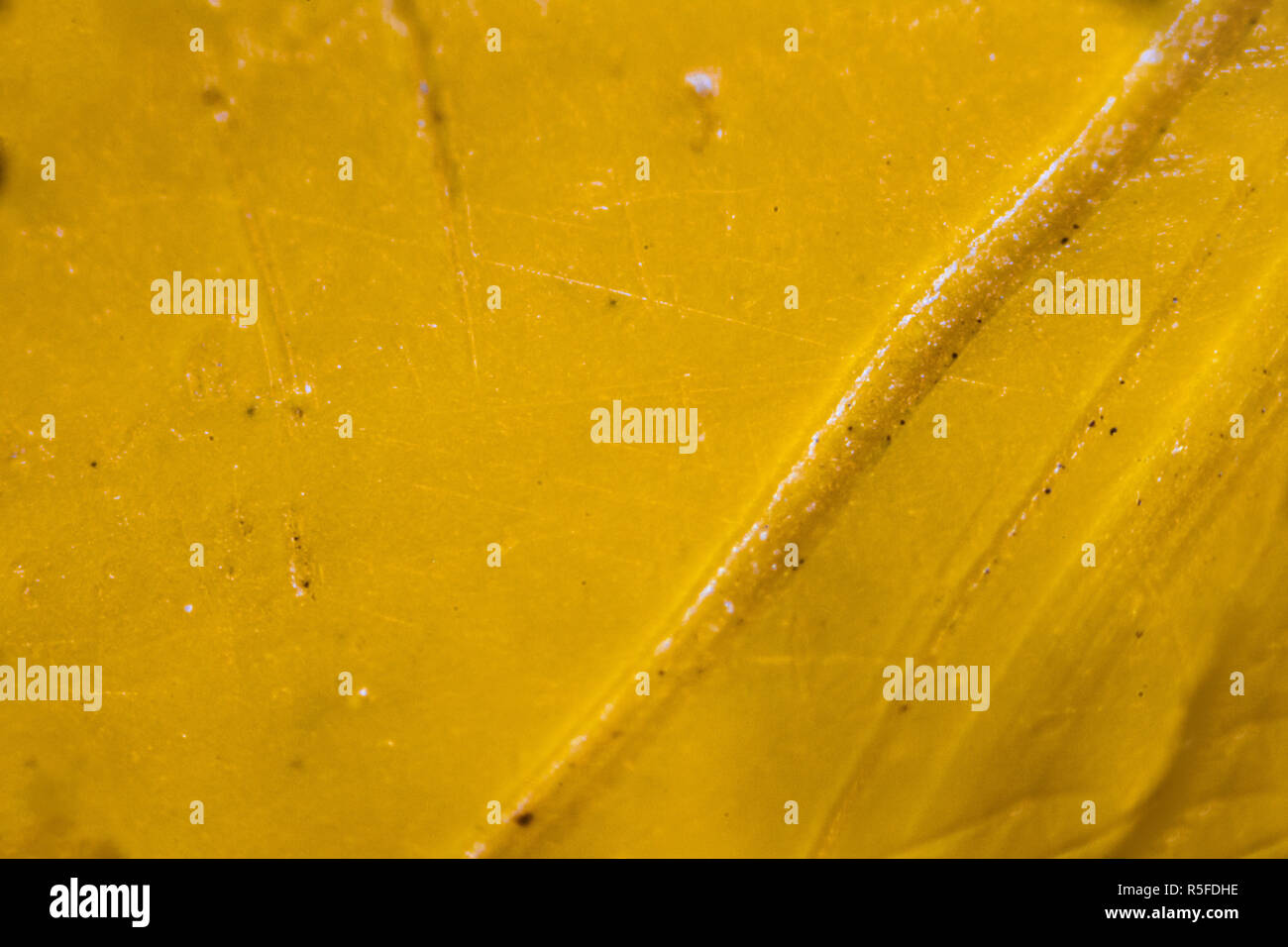 Wood under microscope hi-res stock photography and images - Alamy