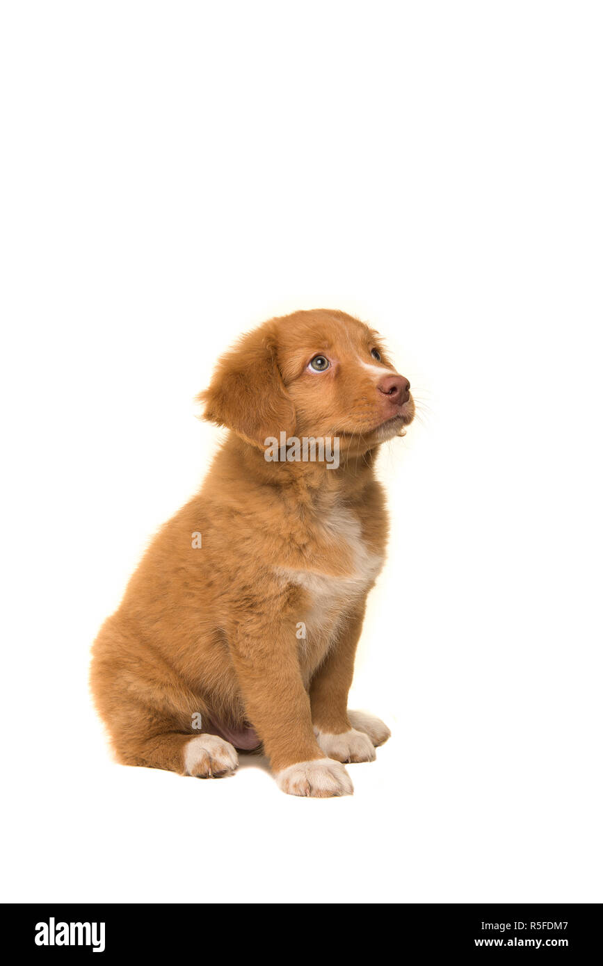 Cute sitting nova scotia duck tolling retriever puppy looking up seen from the side isolated on a white background Stock Photo