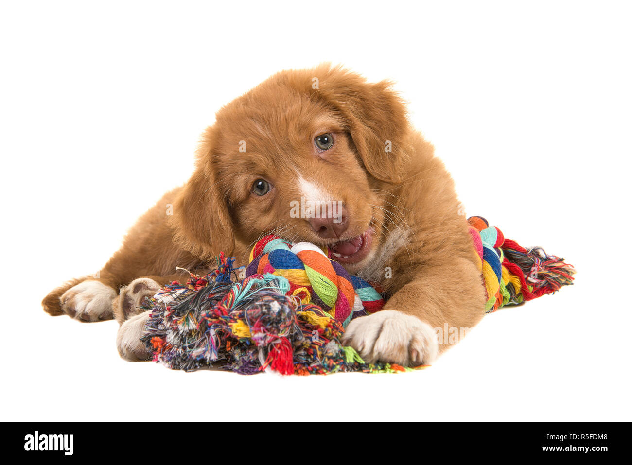 Cute nova scotia duck tolling retriever puppy seen from the front facing the camera lying on the floor chewing on a multicolored woven rope dog toy Stock Photo