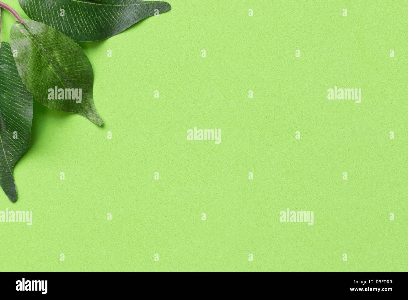 A Springtime nature background of solid light green color with dark green  leaves in the top corner leaving room for text Stock Photo - Alamy