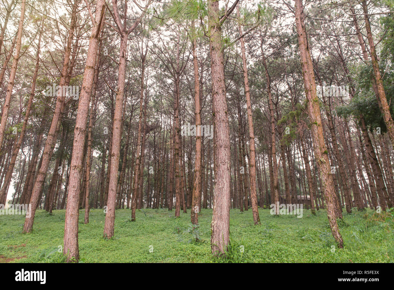 trunks of tall old trees in a pine forest Stock Photo - Alamy