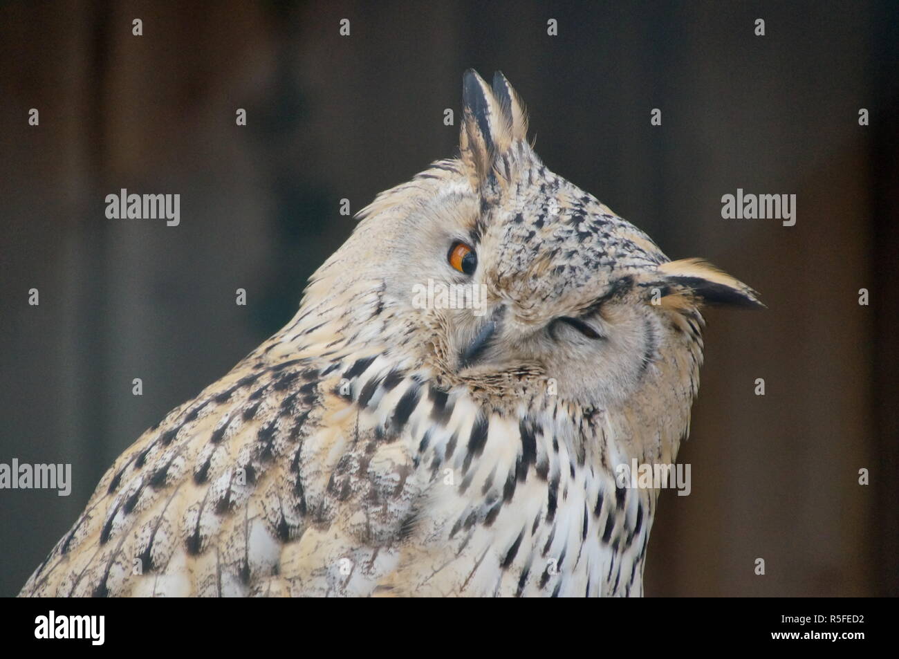 owl that turns a blind eye Stock Photo - Alamy