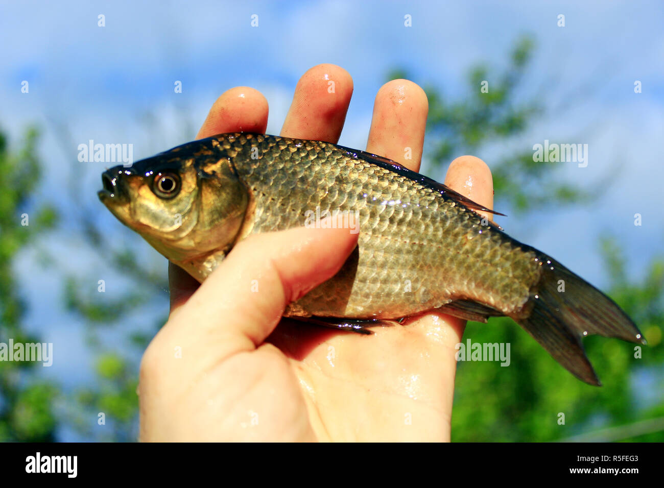 Prussian carp in the hand Stock Photo - Alamy