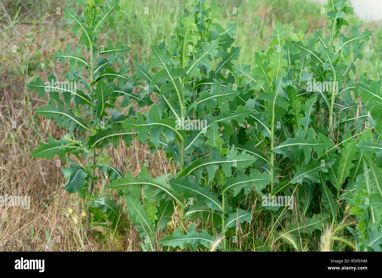 bitter lettuce in a meadow Stock Photo