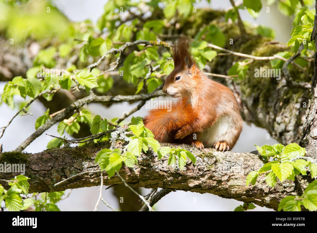 eichhoernchen 25,red squirrel 25 Stock Photo