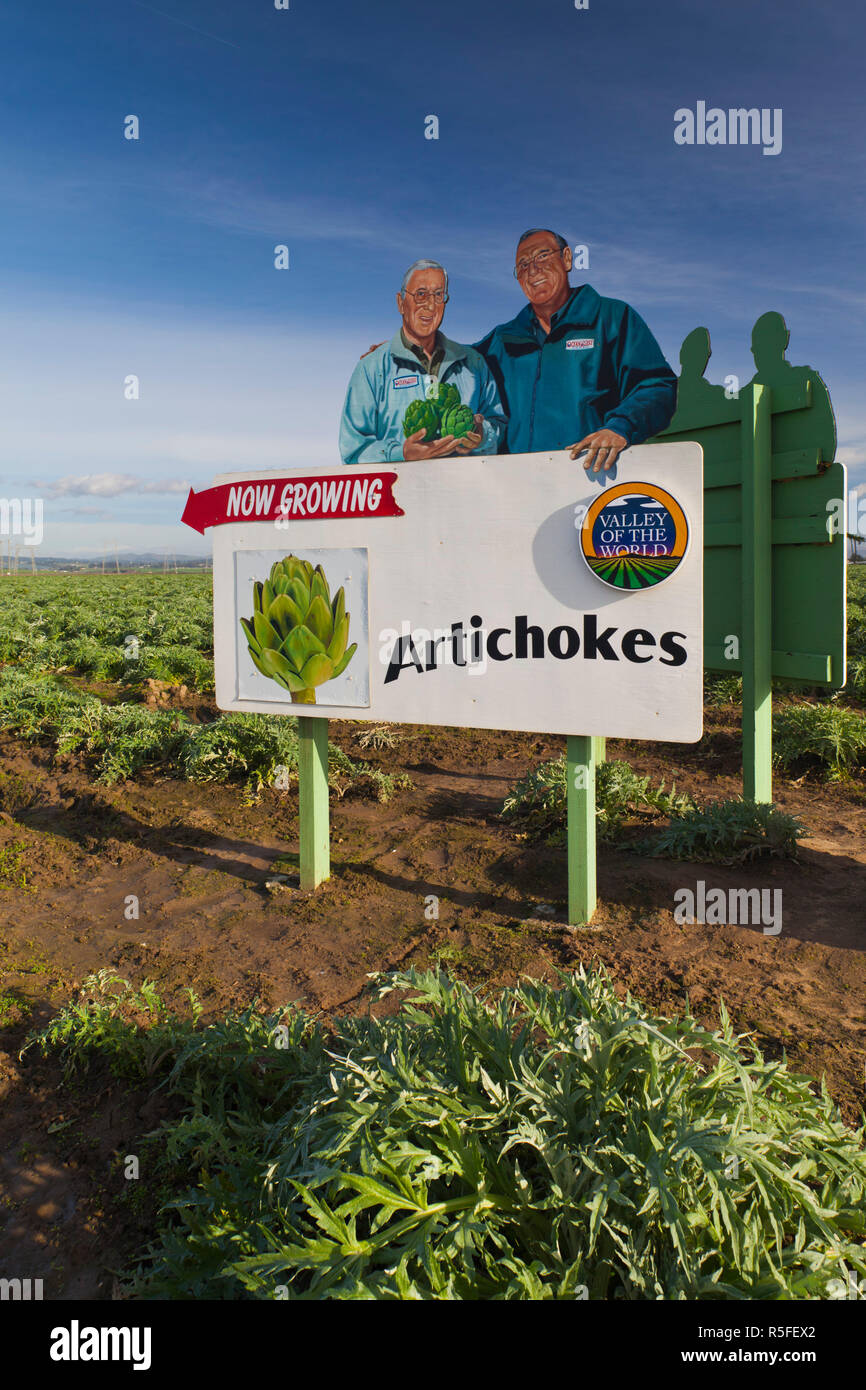 Artichoke field california hires stock photography and images Alamy