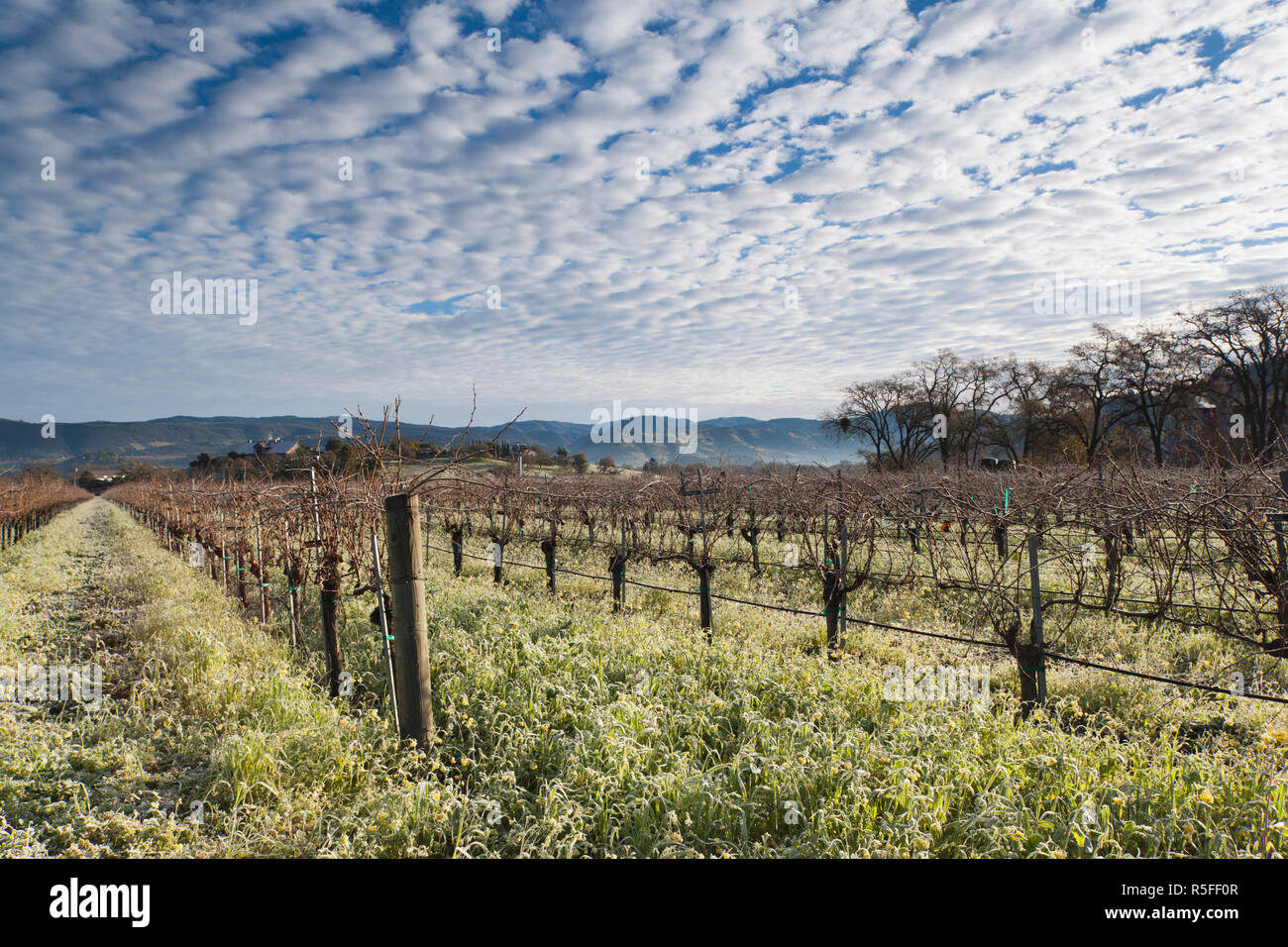 USA, California, Northern California, Napa Valley Wine Country, Napa, vineyards in winter Stock Photo