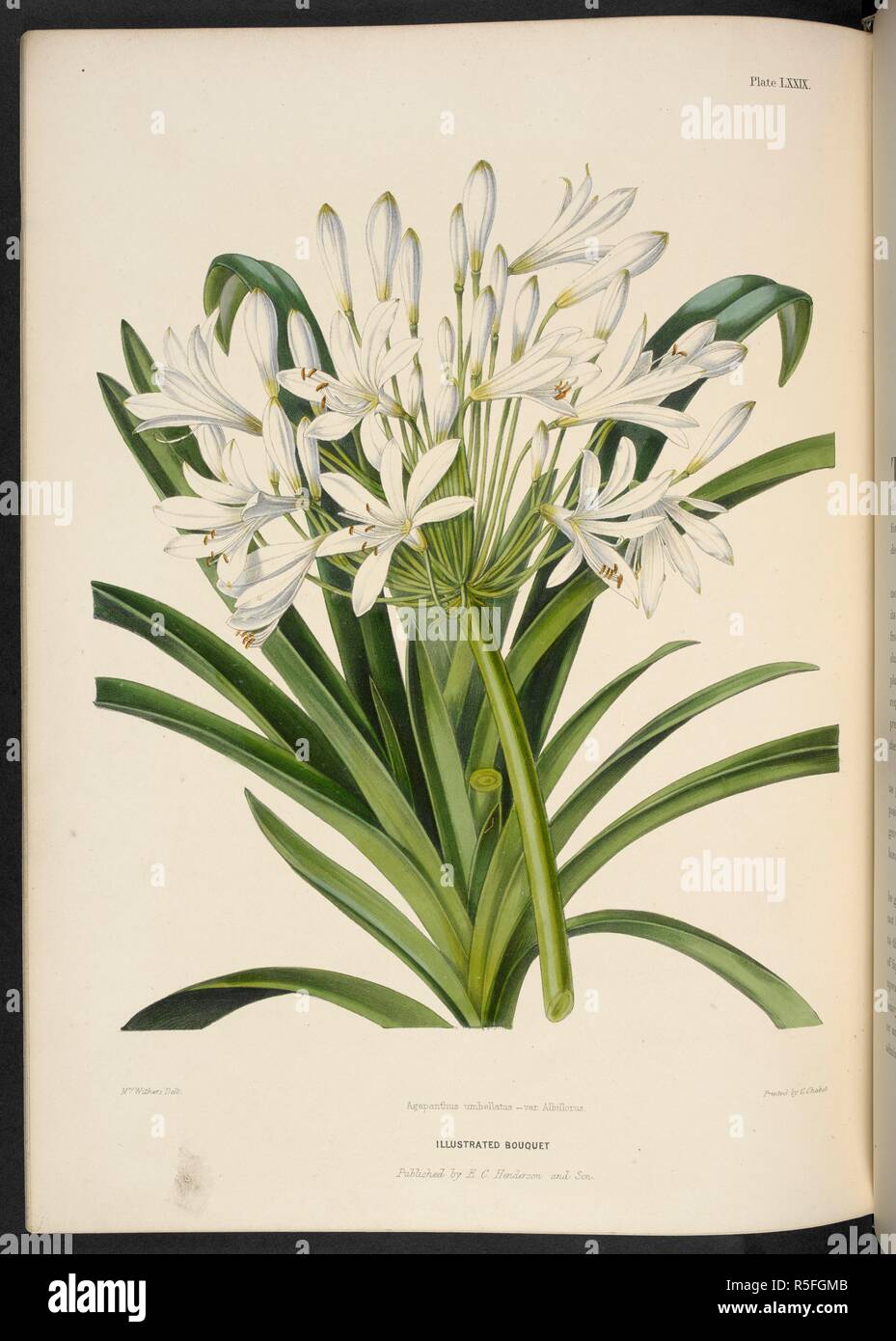Agapanthus Umbellatus Albiflorus. . The Illustrated Bouquet, consisting of figures, with descriptions of new flowers. London, 1857-64. Source: 1823.c.13 plate 79. Author: Henderson, Edward George. Withers, Mrs. Stock Photo