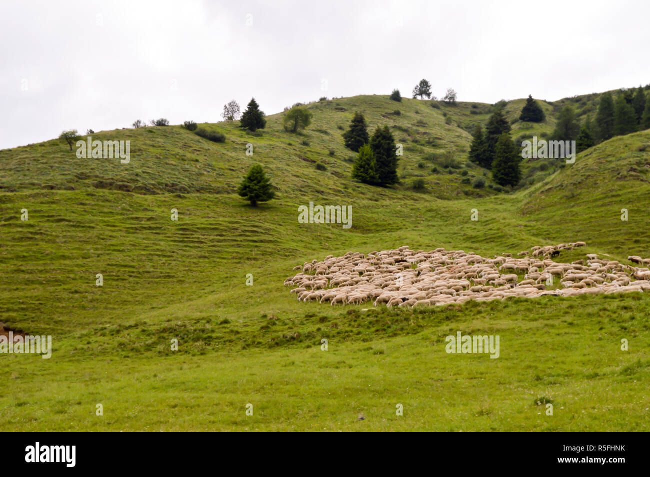 Herds of sheep in a green meadow Stock Photo - Alamy