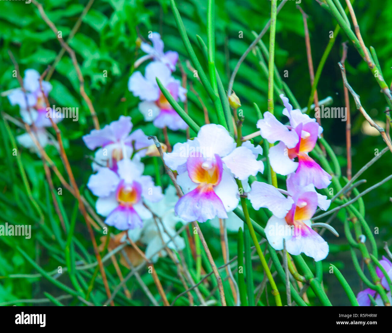 Beauty Colorful Orchids Stock Photo