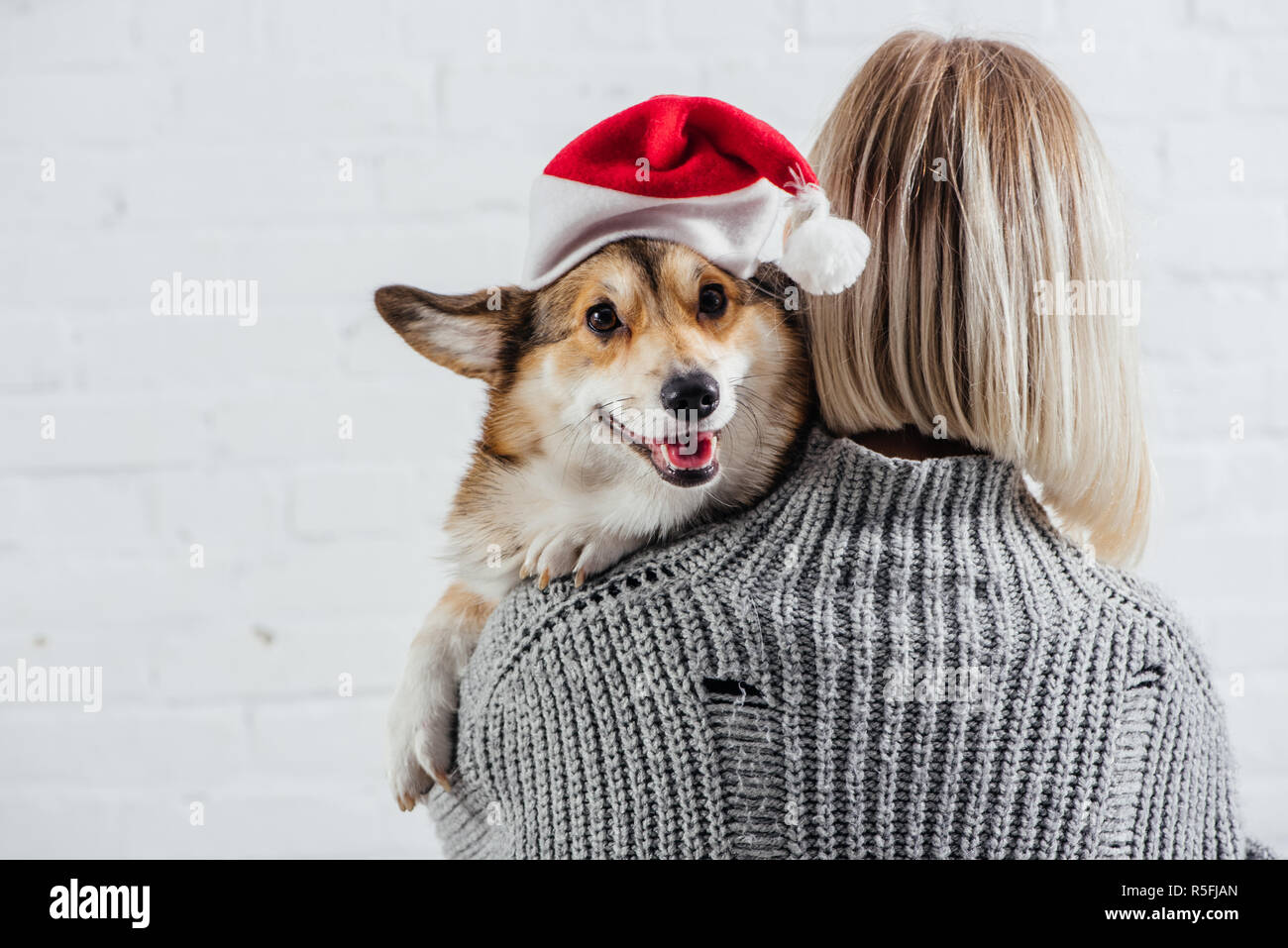 Back View Of Girl In Grey Sweater Holding Adorable Welsh Corgi Dog In Santa Hat On White Stock Photo Alamy Back View Of Girl In Grey Sweater Holding Adorable Welsh Corgi Dog In Santa Hat On White Stock Photo Alamy