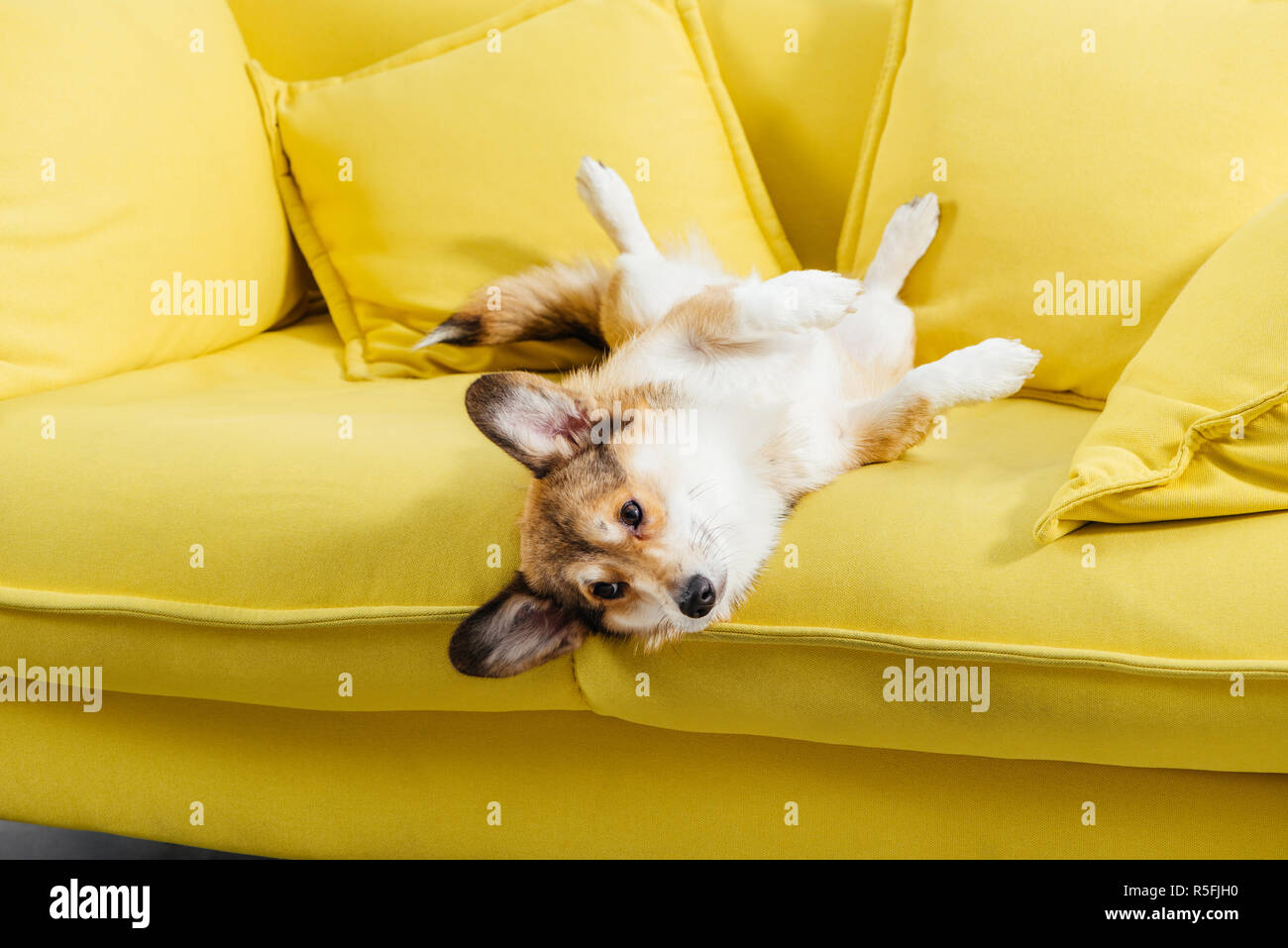 funny pembroke welsh corgi dog lying on yellow sofa Stock Photo - Alamy