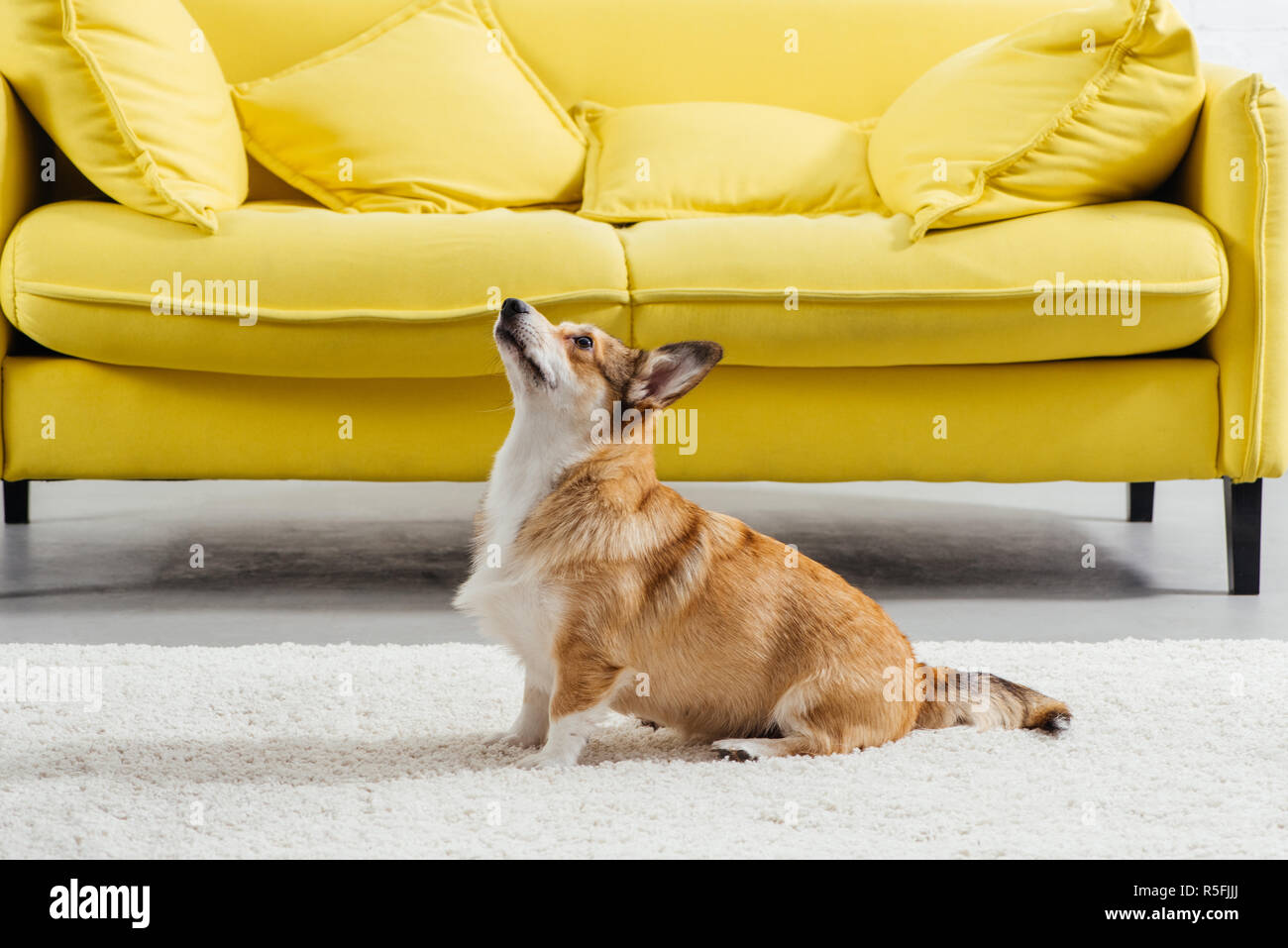 adorable pembroke welsh dog perfoming command to sit Stock Photo