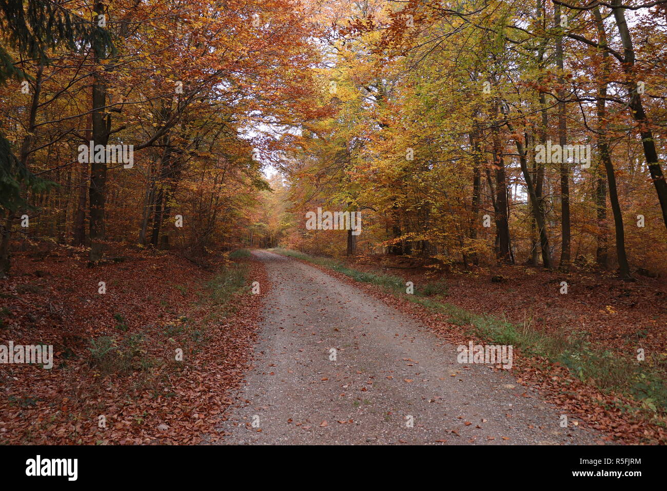 Fall colors in a forest in Germany near Winnweiler Stock Photo - Alamy