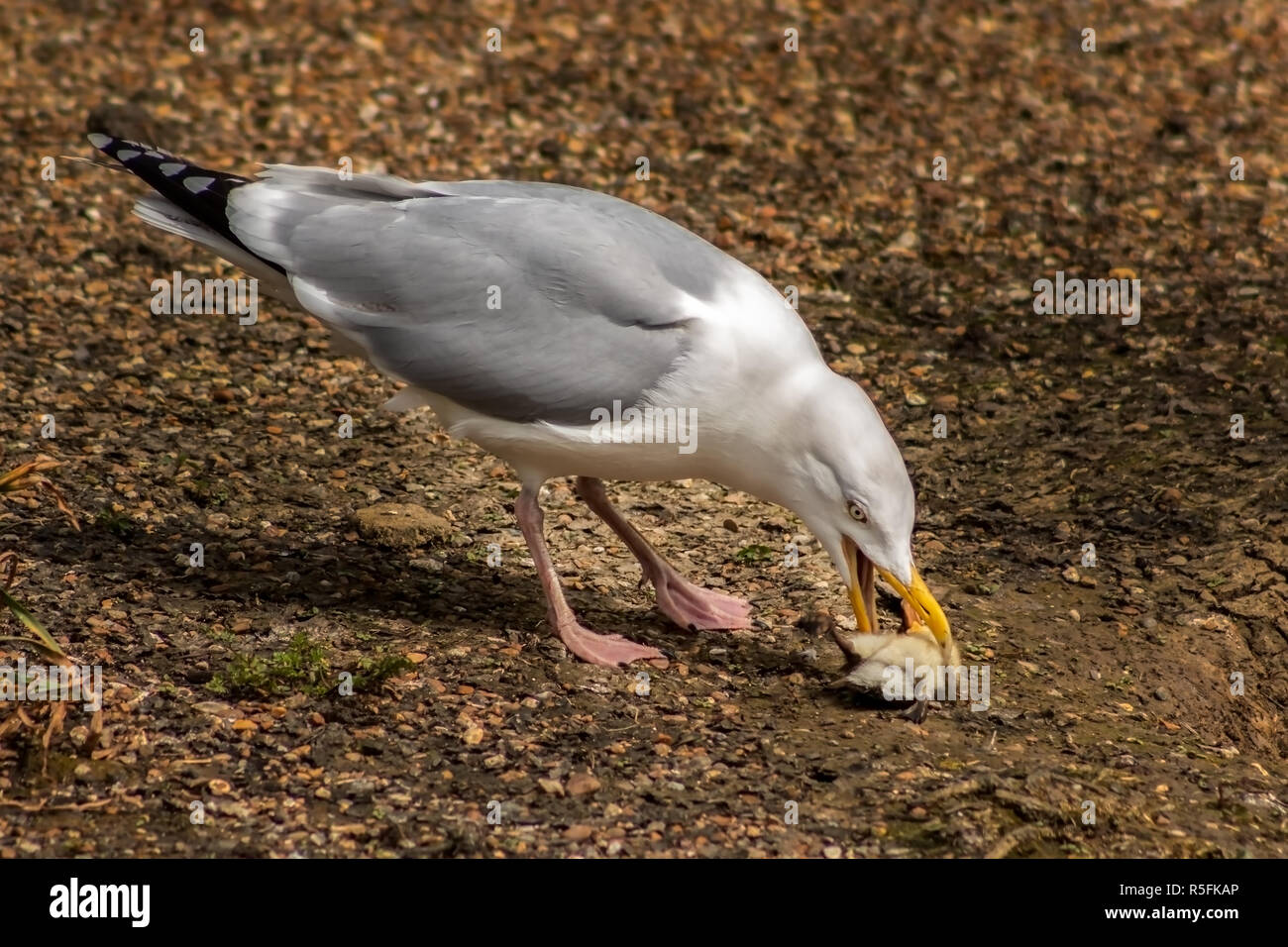 Herring Gull picking up a dead duckling from the ground gathering