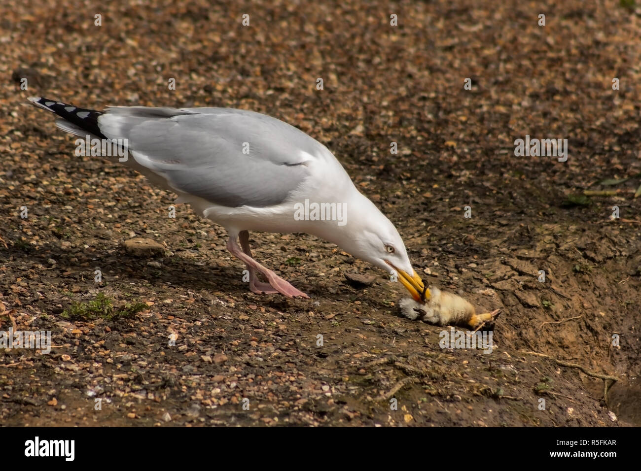 Herring Gull gathering a a recently killed duckling for food Stock Photo