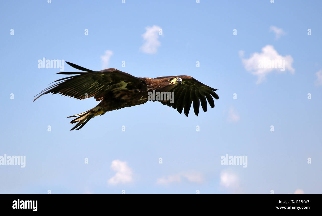 Golden eagle attack hires stock photography and images Alamy